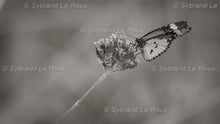 Load image into Gallery viewer, Bright Winged Butterfly
